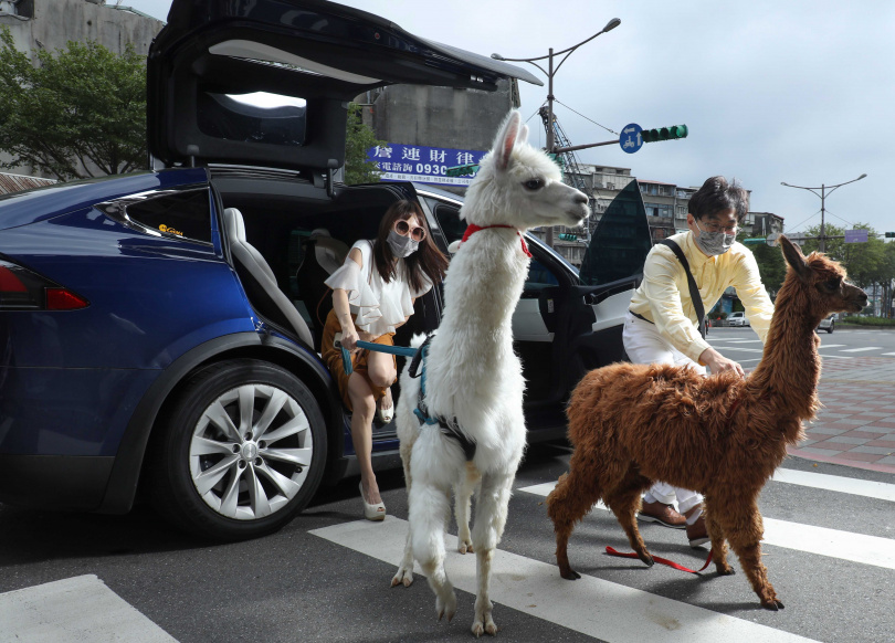 羊駝麥可（左）、Gaga（右）經常跟著王宥忻家人搭車外出，非常習慣外界環境。（圖／莊立人攝）