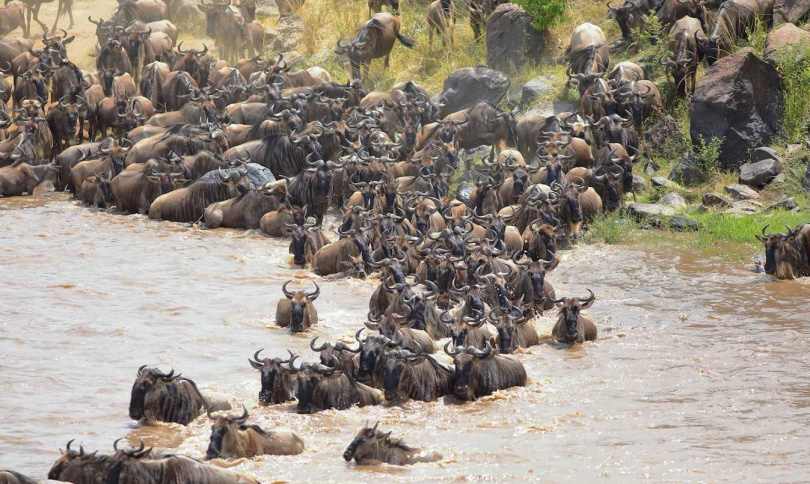 每年7至9月的東非動物大遷徙，也被稱為長達3千公里的生存保衛戰。（圖／佳繽旅遊提供）
