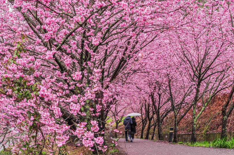 可樂旅遊推出「武陵浪漫櫻花季」保證入園系列商品，團體遊最低每人1,799元起。