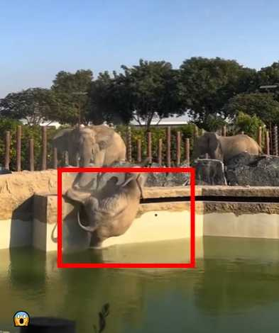 大象落水畫面曝光。（圖／翻攝自IG）