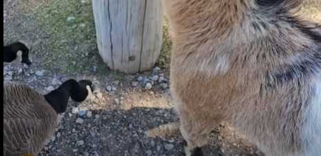 羊自動自發吃飼料。（圖／翻攝自臉書）