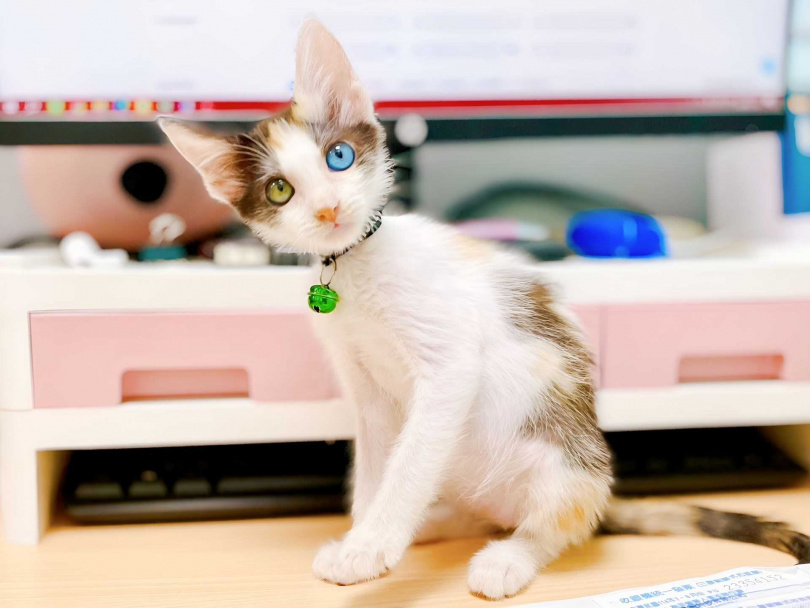 小三花擁有天生異瞳，眼中彷彿藏著星辰大海，讓人一眼難忘。（圖／新北市動保處提供）