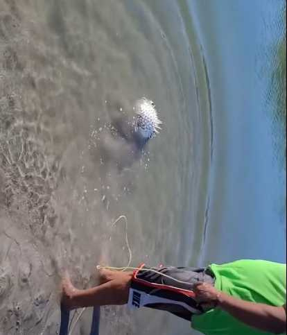 男子將河豚送回水裡。(圖/翻攝自臉書)