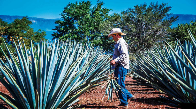 Tequila的原料藍色龍舌蘭，是136種龍舌蘭中品質最好的。（圖／翻攝自destilandocultura網站）