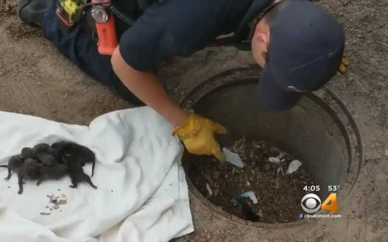 消防隊叔叔們救錯動物了啦!把我們當成狗送去獸醫院,媽媽回來怎麼辦?