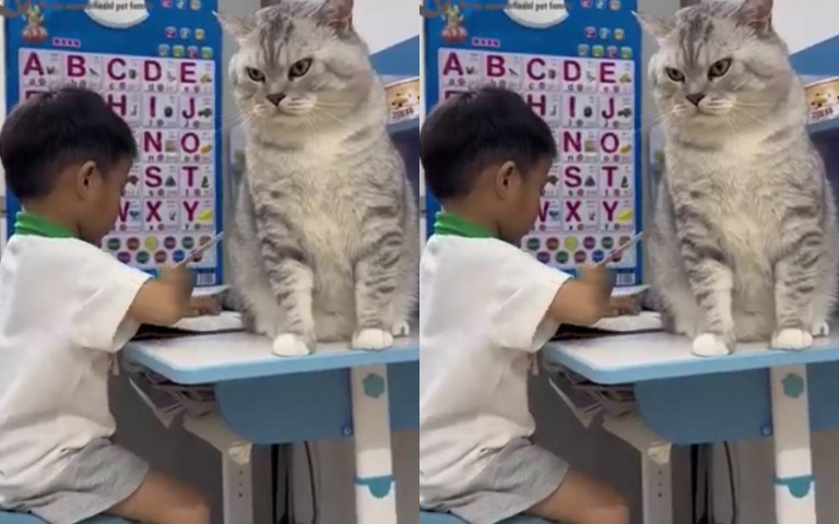 陪讀還是搗亂？小主人寫作業巨貓隨侍在旁　表情超殺嚇壞網友