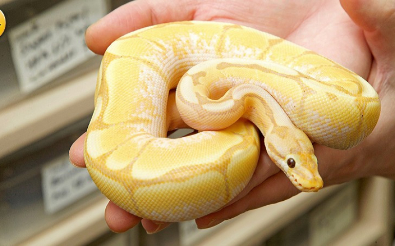 別只顧喝咖啡　來玩玩球蟒、蜥蜴、象龜聊是非