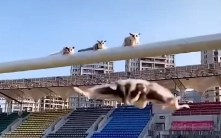 飛鼠不會飛！　足球門上練滑翔驚險畫面流出