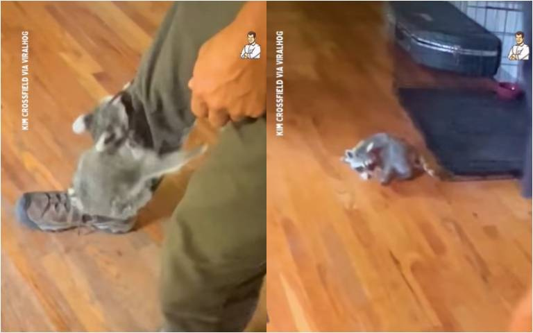 主人不要拋棄我！　浣熊被丟包「馬上跑回來」巴著主人大腿