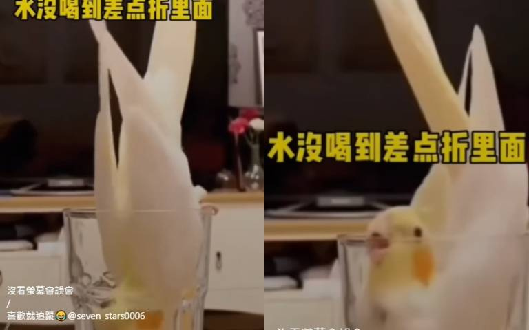 驚悚一幕！　小鳥喝水跌跤「身體U型反折」…網友驚：超危險