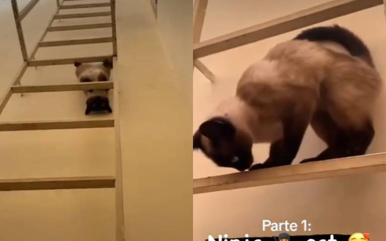 《不可能的任務》番外篇！　特務貓對抗地心引力展現高難度動作