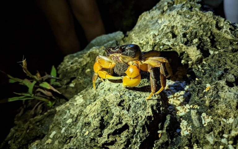 海生館「蟹逅」行程開放　帶你走入全台最多陸蟹種類的生態棲地