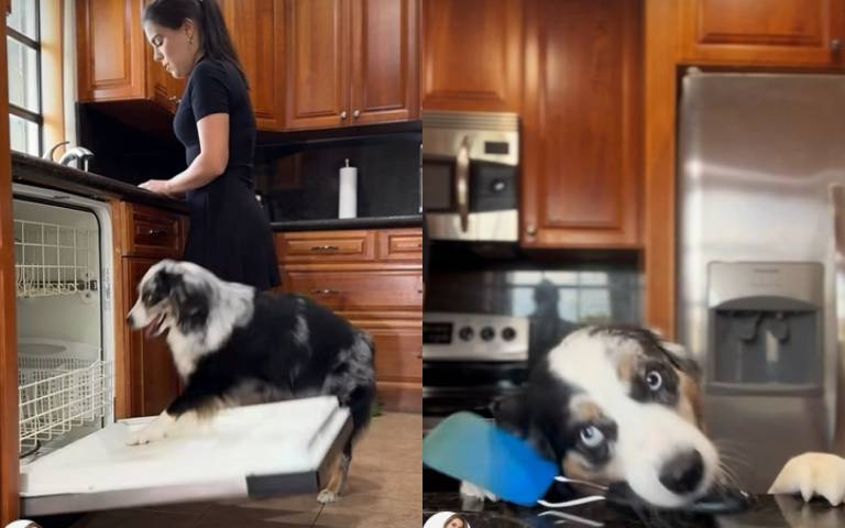 主人的洗碗小助理！　邊牧「幫餐具歸位」全網鼓掌