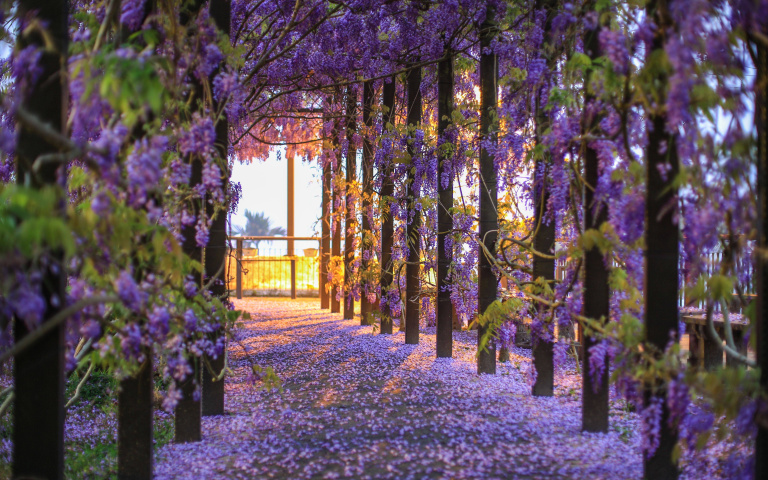 粉嫩櫻加夢幻紫藤!嘉義春日浪漫花海接力開 日本網紅認證:最美花之國度