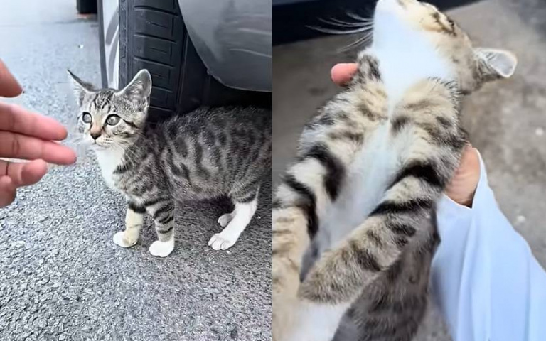 流浪貓「裝死博同情」一到新家就清醒　影帝級表演成功騙到終身飯票