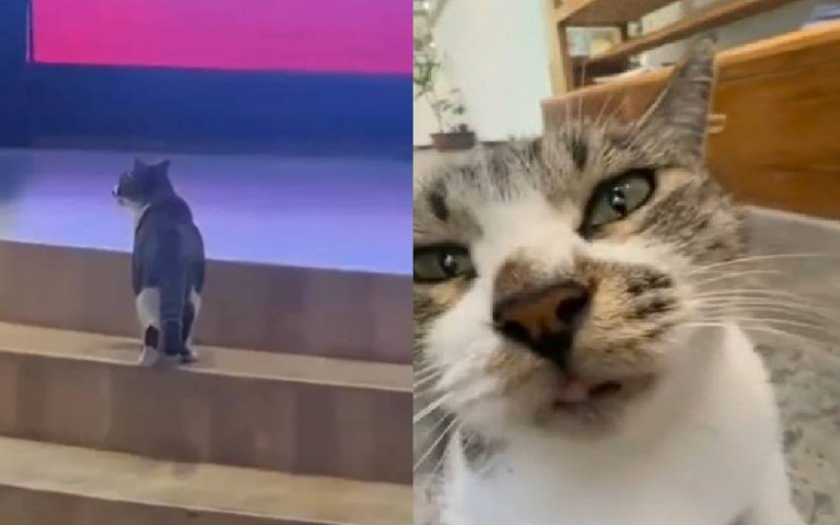 校貓登場！開學典禮「最萌嘉賓」走上講台　院長暖心一句話網友全融化