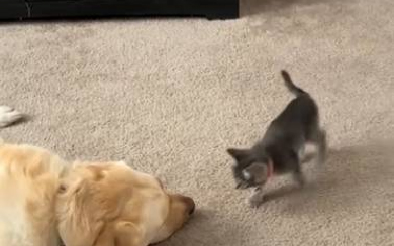 小貓嚇拉拉！狗哥「給面子陪玩」…網友要飼主注意一件事