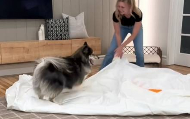 生日的最大！　主人給二哈雙寶放福利