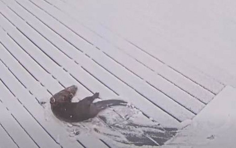 水獺跳上積雪平台玩耍！監視器畫面全錄下　網笑：參加冬奧