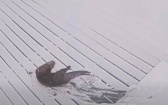 水獺跳上積雪平台玩耍！監視器畫面全錄下　網笑：參加冬奧