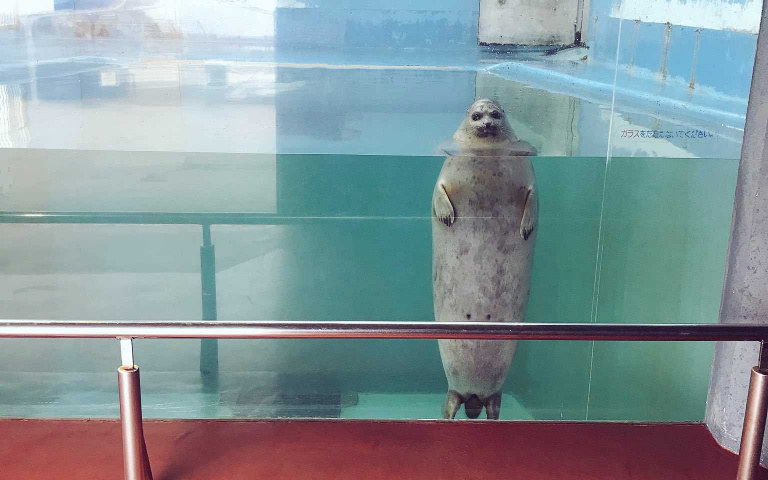 牠就站在那,站的你心裡發寒~日本小樽水族館,會盯著你看的「海豹」!