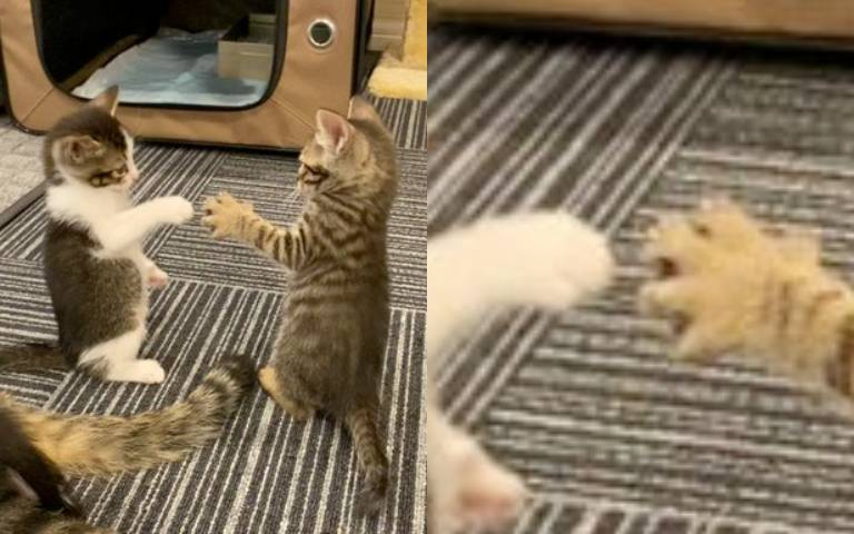剪刀石頭布!兩隻小奶貓「站立玩猜拳」:贏的可以多吃一個罐頭!