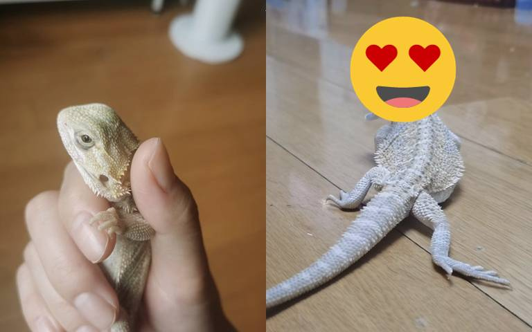 蜥蜴長毛變成水姑娘？網笑說：「是雙馬尾小女孩，毫無違和感！」