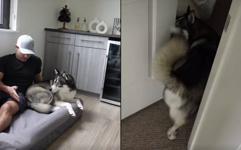 你睡我床我佔你房！二哈新床被搶不開心　霸佔主人房間還關門報復