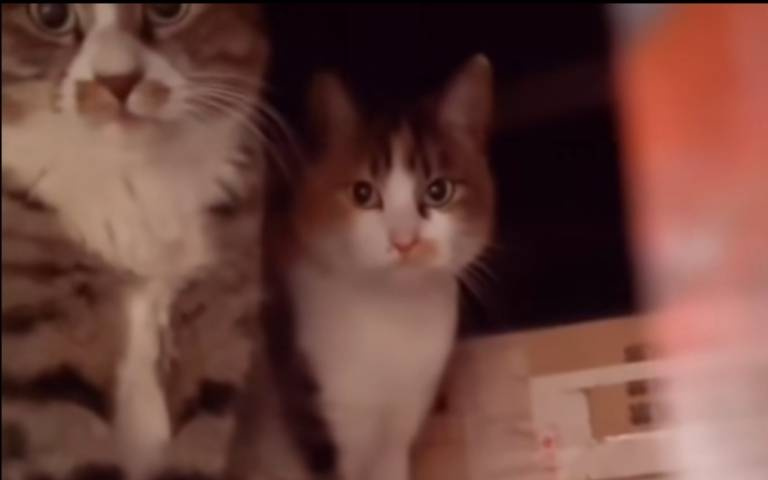 橋下的流浪貓？　牠「瘋狂喵喵叫」被制止：人家有給我們食物