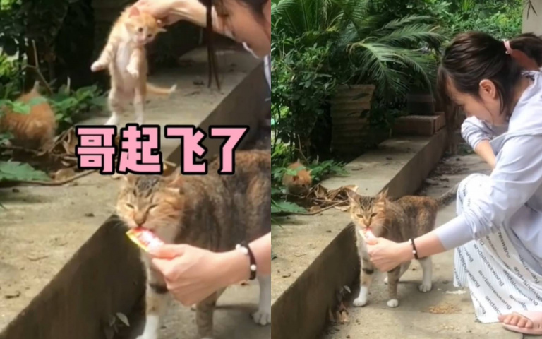 職業拐貓賊vs貪吃母貓！　牠享用點心「回頭小孩全不見了」
