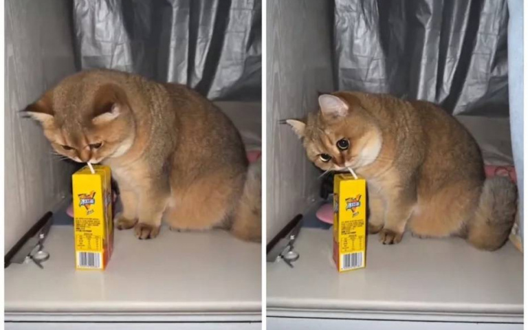 這是什麼好東西？胖橘貓偷喝冰紅茶　眼睛超亮「哪來的人間美味啊」