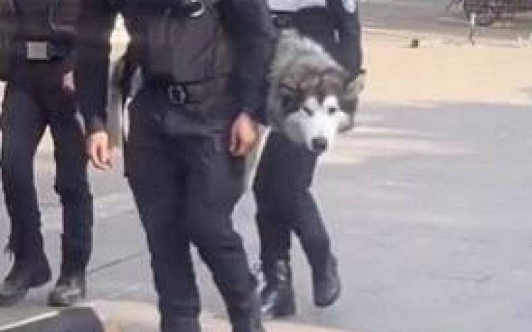 畫風突變！警犬隊巡邏二哈警官竟被揹著走　網群嘲：怕三傻自己會走丟嗎