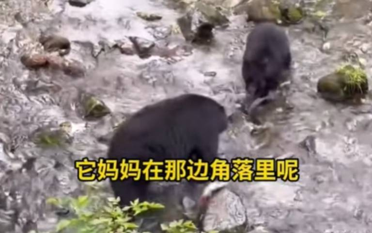 小黑熊活捉大魚找媽媽炫耀！　不小心認錯了「兩隻大熊竟然打架了」