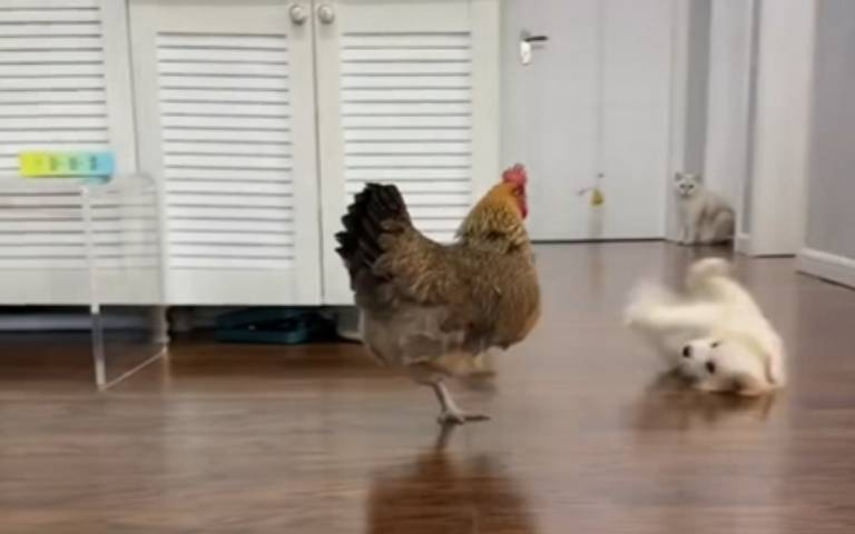 由恨轉愛!雞意外訓服邊牧…「狗+餵食器」等於吃到飽