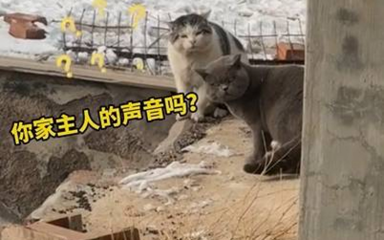 浪貓vs家貓…準備幹架了！　人類荒唐勸架畫面曝光