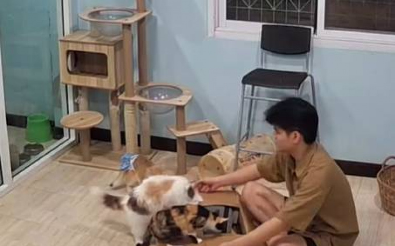 心血來潮組個貓屋 喵群一旁搗亂主人心死