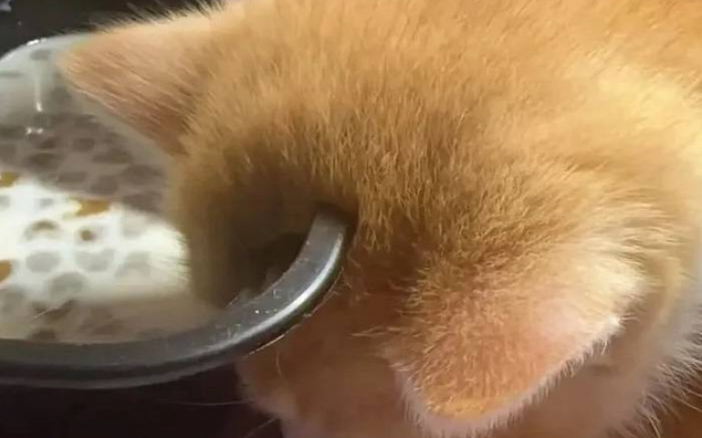 小奶貓「鋼碗穿頭」照片嚇壞網友　主人現身解釋：牠吃飯吃到睡著啦