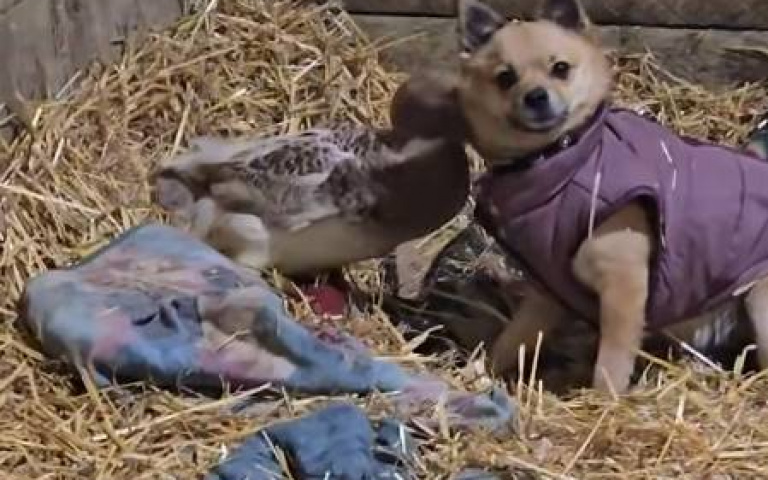 鴨狗之爭！牠把「鴨嘴伸進人家口腔狂喇」…網友看傻眼