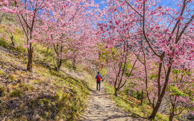全台五大「最難抵達」賞櫻勝地　獨家搶進中橫塵封秘境