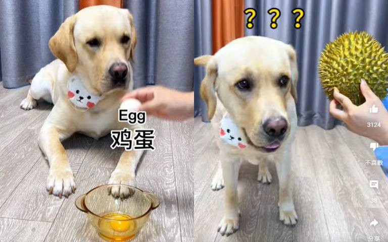 想拿榴槤砸狗狗！牠看「綠色大球高高舉起」嚇傻…表情極度驚恐