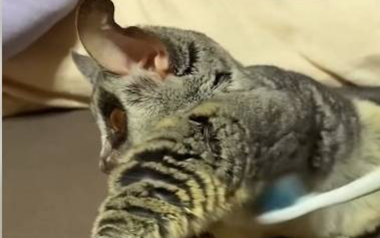 可愛小嬰猴！主人拿牙刷蹭他身體「一臉爽樣」超級萌