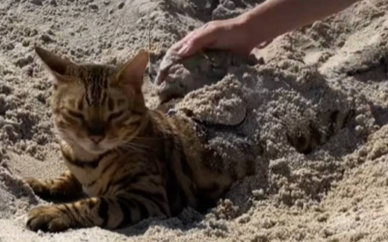 喵星人曬日光浴！主人用沙蓋全身　露出一顆頭超萌畫面曝