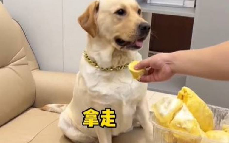 主人硬塞榴槤欲入牠嘴　狗狗氣憤吠叫：拿開！