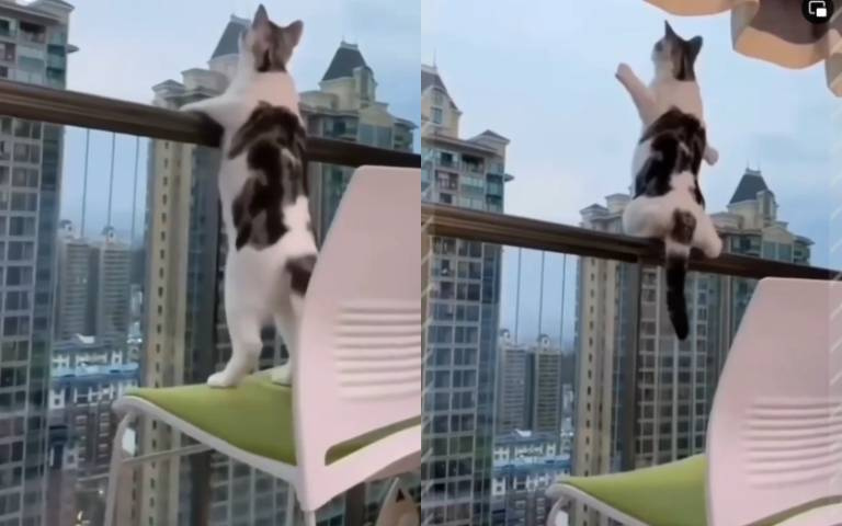 喵皇想飛！窗台邊奮力一跳超驚險　真相曝光網：鬆一口氣
