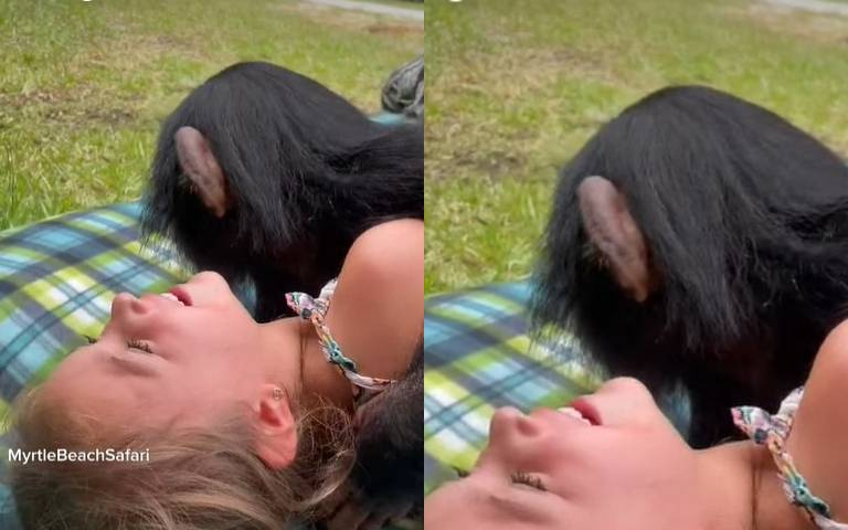 猩猩撲向女孩狂舔!爸媽一旁束手旁觀 網友傻了:那些家長在想甚麼?