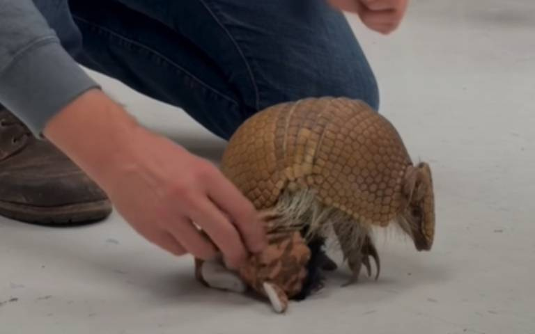 犰狳你可見過？　動物園園長帶牠去教室「孩子笑開懷」