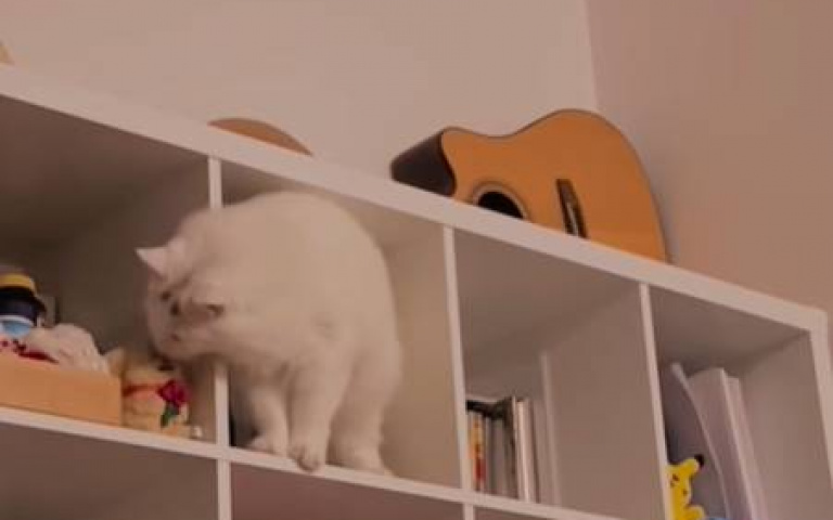 手賤小貓！櫃上娃娃「一個個被推下樓」　網友：皮卡丘倖存