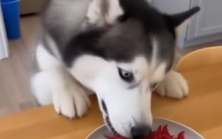 二哈貪吃結果踢到鐵板　下秒開始亂竄找水喝