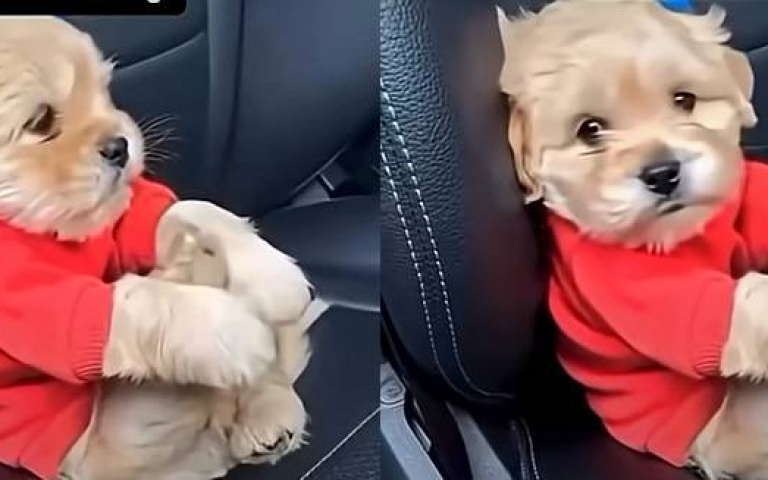 坐姿超端正！「紅衣小奶狗」雙手抱腿等出門　網友集體融化：校車來了嗎？