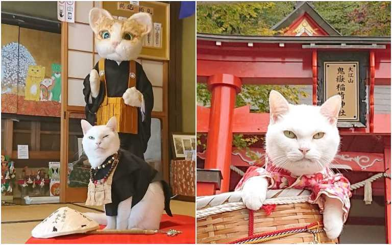 貓咪修行寺廟!京都「貓貓寺」,身為信徒一定要去參拜!
